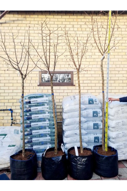 Фундук Варшавський Червоний на штамбі ком